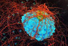 Photo of بررسی تأثیر توپوگرافی سطح بر رفتار سلولهای سرطانی