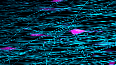 Photo of بررسی رفتار سلول های فییبروبلاست و نقش سیگنال ها بر روی آن ها در ترمیم زخم ها
