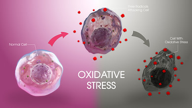 Photo of استرس اکسیداتیو چیست و چه تاثیری بر روی سلول خواهد گذاشت